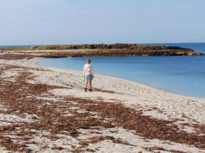 Neptungras (Posidonia oceanica) Is Arutas im September 2020